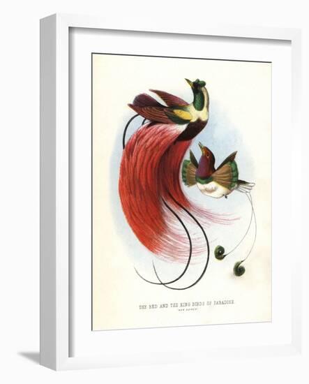 Red Bird-Of-Paradise-null-Framed Giclee Print