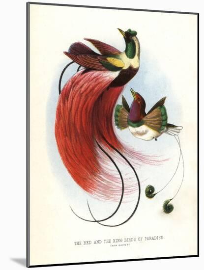 Red Bird-Of-Paradise-null-Mounted Giclee Print