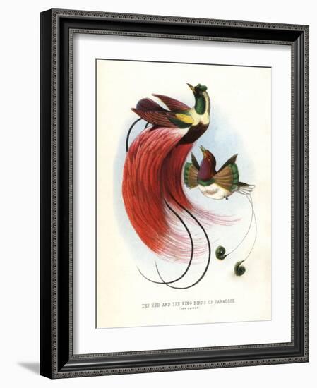 Red Bird-Of-Paradise-null-Framed Giclee Print