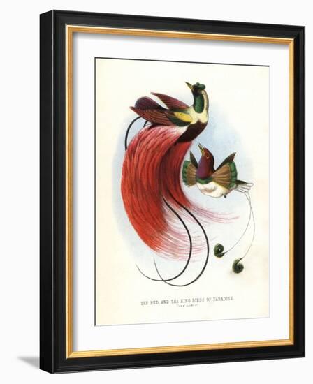 Red Bird-Of-Paradise-null-Framed Giclee Print