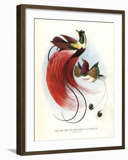 Red Bird-Of-Paradise-null-Framed Giclee Print