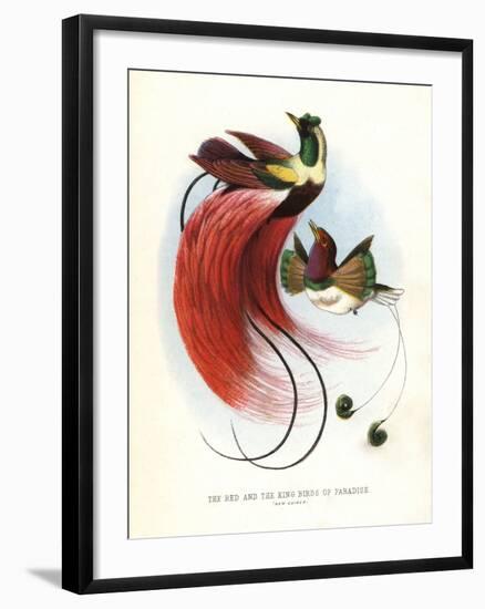 Red Bird-Of-Paradise-null-Framed Giclee Print