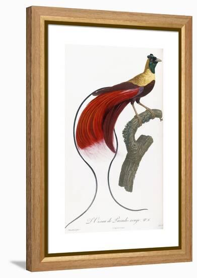 Red Bird of Paradise-Jacques Barraband-Framed Premier Image Canvas