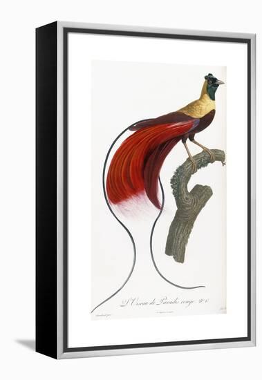Red Bird of Paradise-Jacques Barraband-Framed Premier Image Canvas