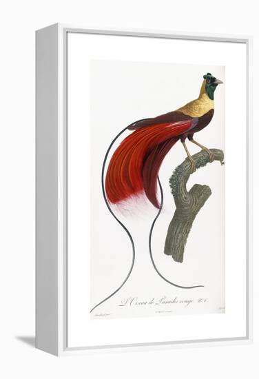 Red Bird of Paradise-Jacques Barraband-Framed Premier Image Canvas
