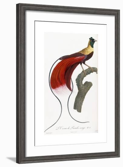 Red Bird of Paradise-Jacques Barraband-Framed Giclee Print