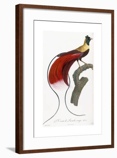 Red Bird of Paradise-Jacques Barraband-Framed Giclee Print