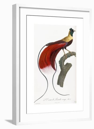 Red Bird of Paradise-Jacques Barraband-Framed Giclee Print