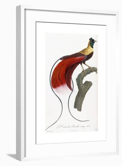 Red Bird of Paradise-Jacques Barraband-Framed Giclee Print