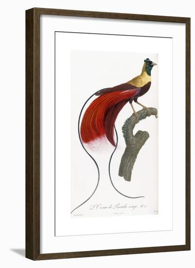 Red Bird of Paradise-Jacques Barraband-Framed Giclee Print