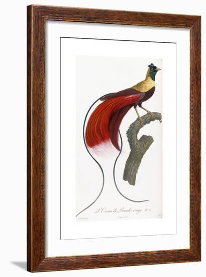 Red Bird of Paradise-Jacques Barraband-Framed Giclee Print