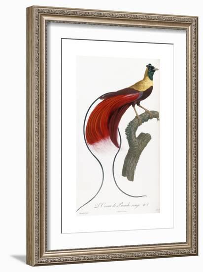 Red Bird of Paradise-Jacques Barraband-Framed Giclee Print