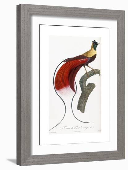 Red Bird of Paradise-Jacques Barraband-Framed Giclee Print