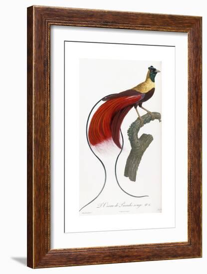 Red Bird of Paradise-Jacques Barraband-Framed Giclee Print