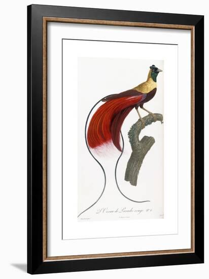 Red Bird of Paradise-Jacques Barraband-Framed Giclee Print