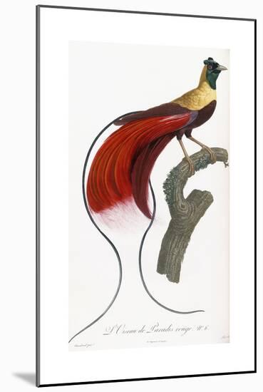 Red Bird of Paradise-Jacques Barraband-Mounted Giclee Print