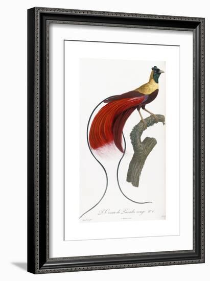 Red Bird of Paradise-Jacques Barraband-Framed Giclee Print