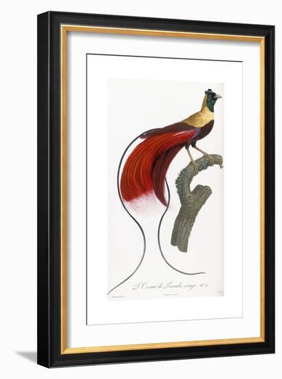 Red Bird of Paradise-Jacques Barraband-Framed Giclee Print