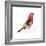 Red Bird, Pine Grosbeak-Conceptcafe-Framed Photographic Print