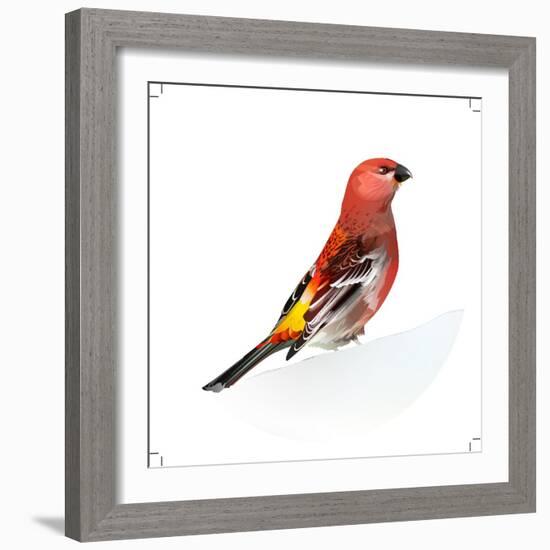 Red Bird, Pine Grosbeak-Conceptcafe-Framed Photographic Print