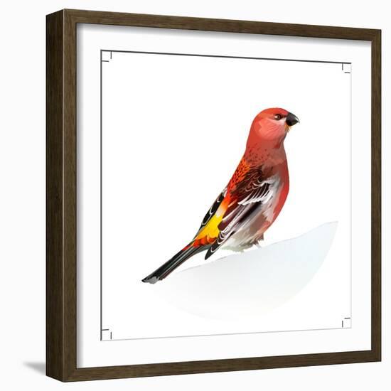 Red Bird, Pine Grosbeak-Conceptcafe-Framed Photographic Print