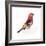 Red Bird, Pine Grosbeak-Conceptcafe-Framed Photographic Print