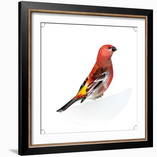 Red Bird, Pine Grosbeak-Conceptcafe-Framed Photographic Print