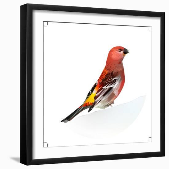 Red Bird, Pine Grosbeak-Conceptcafe-Framed Photographic Print