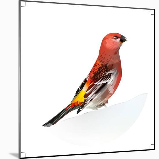 Red Bird, Pine Grosbeak-Conceptcafe-Mounted Photographic Print