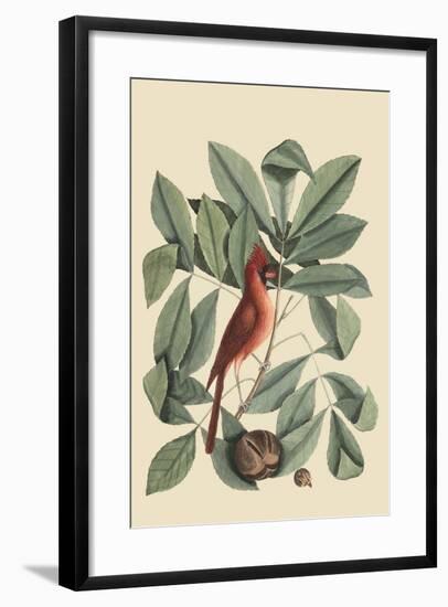 Red Bird-Mark Catesby-Framed Art Print