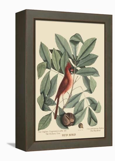 Red Bird-Mark Catesby-Framed Stretched Canvas