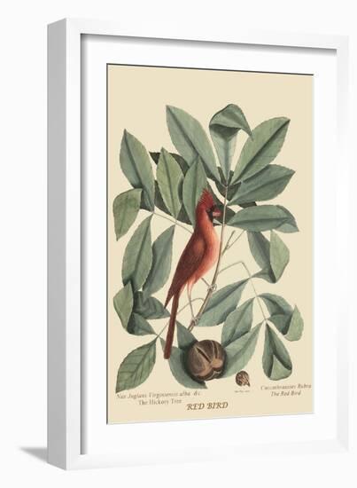 Red Bird-Mark Catesby-Framed Art Print