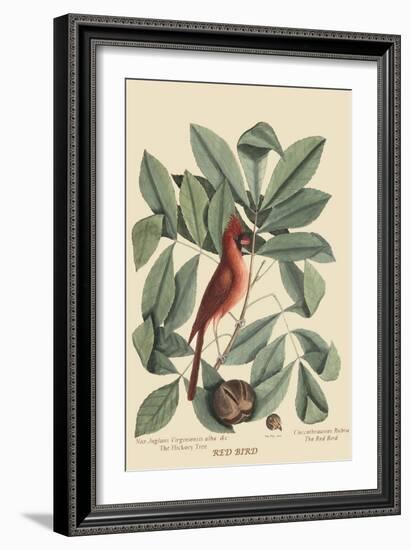 Red Bird-Mark Catesby-Framed Art Print