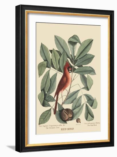 Red Bird-Mark Catesby-Framed Art Print