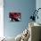 Red Black Tag II-Jenny Kraft-Mounted Giclee Print displayed on a wall