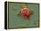 Red Blood Cell And Bacteria, SEM-Steve Gschmeissner-Framed Premier Image Canvas