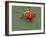 Red Blood Cell And Bacteria, SEM-Steve Gschmeissner-Framed Photographic Print