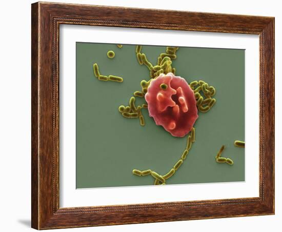 Red Blood Cell And Bacteria, SEM-Steve Gschmeissner-Framed Photographic Print