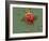 Red Blood Cell And Bacteria, SEM-Steve Gschmeissner-Framed Photographic Print