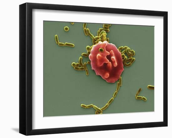 Red Blood Cell And Bacteria, SEM-Steve Gschmeissner-Framed Photographic Print