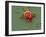 Red Blood Cell And Bacteria, SEM-Steve Gschmeissner-Framed Photographic Print