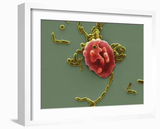 Red Blood Cell And Bacteria, SEM-Steve Gschmeissner-Framed Photographic Print