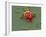 Red Blood Cell And Bacteria, SEM-Steve Gschmeissner-Framed Photographic Print