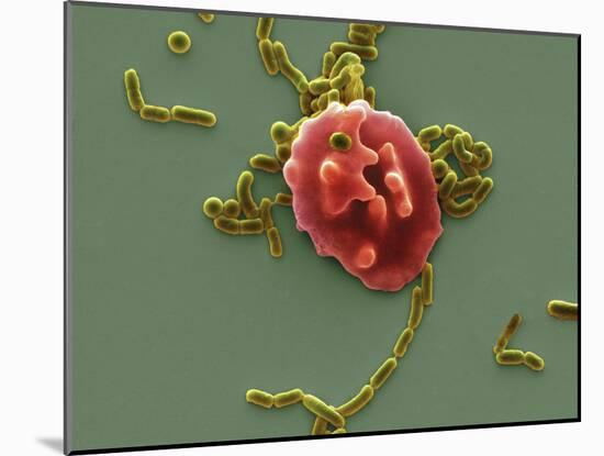 Red Blood Cell And Bacteria, SEM-Steve Gschmeissner-Mounted Photographic Print