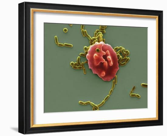 Red Blood Cell And Bacteria, SEM-Steve Gschmeissner-Framed Photographic Print