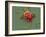 Red Blood Cell And Bacteria, SEM-Steve Gschmeissner-Framed Photographic Print