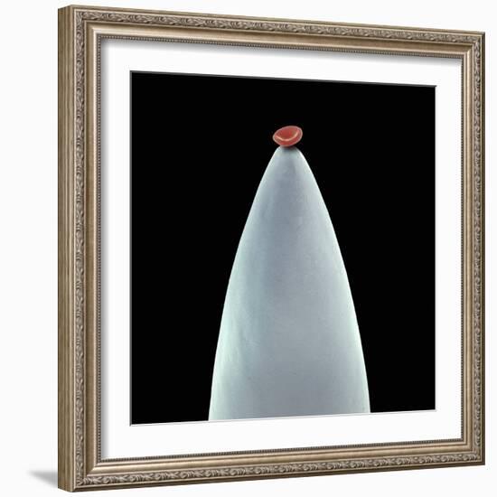 Red Blood Cell on a Needle, SEM-Steve Gschmeissner-Framed Premium Photographic Print