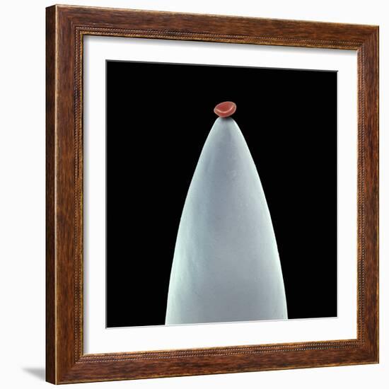 Red Blood Cell on a Needle, SEM-Steve Gschmeissner-Framed Premium Photographic Print