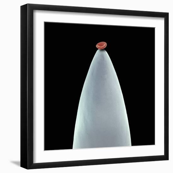 Red Blood Cell on a Needle, SEM-Steve Gschmeissner-Framed Premium Photographic Print