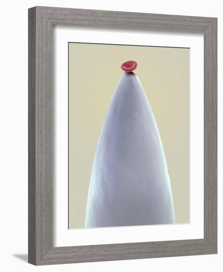 Red Blood Cell on a Needle, SEM-Steve Gschmeissner-Framed Photographic Print